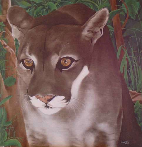 Portrait eines Pumas