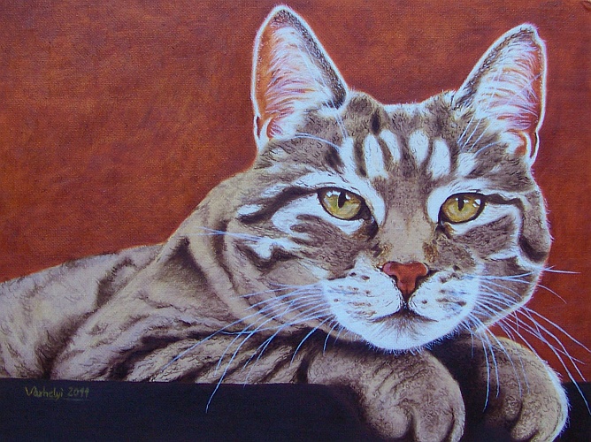 Portrait alter Katze