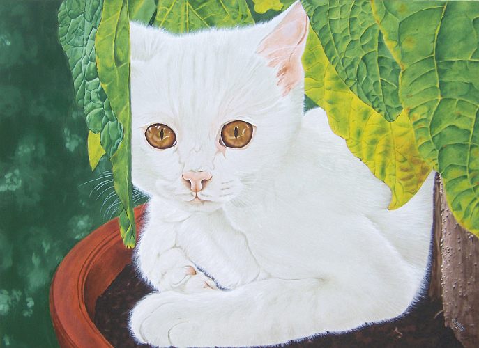Weisse junge Katze