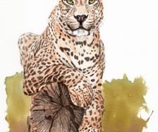 Leopard auf Holzstamm