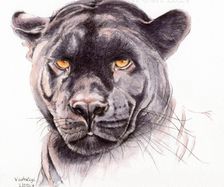 Portrait Panther