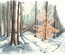 Winter im Wald 