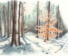 Winter im Wald 
