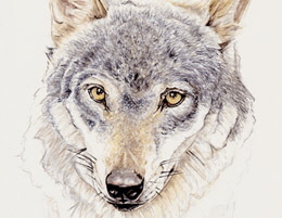 Wolf kl
